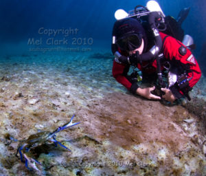 Matt on rEvo looking at Blue Crab