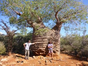 baobab